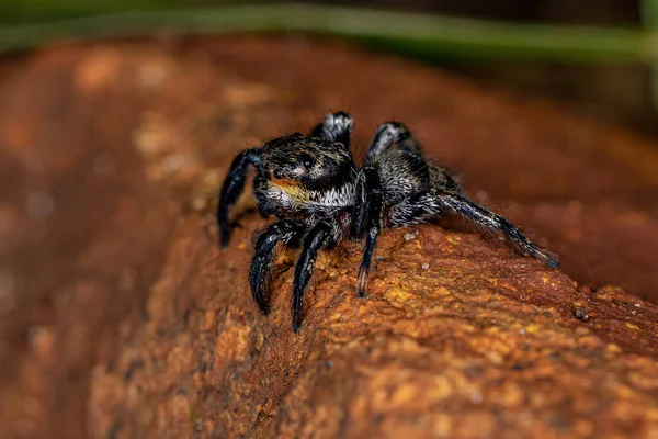 Μικρή Αράχνη Άλματος Του Γένους Corythalia — Φωτογραφία Αρχείου