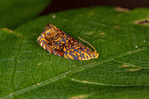 Dorosły Tortricid Leafroller Moth Rodziny Tortricidae — Zdjęcie stockowe
