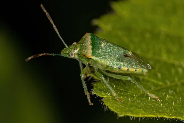Adult Stink Bug Genus Thyanta —  Fotos de Stock