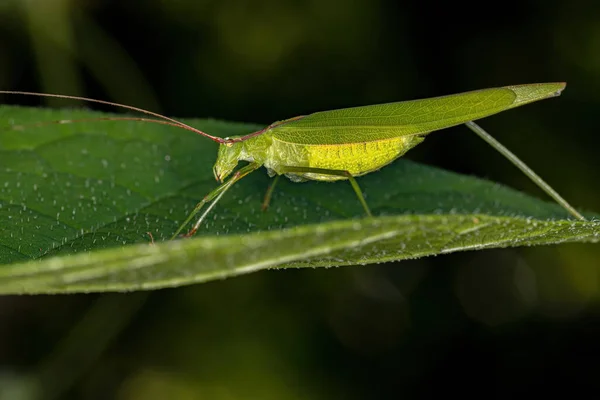 Volwassen Phaneropterine Katydid Van Stam Aniarellini — Stockfoto