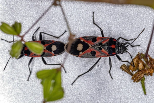 Seed Bugs Adultos Especie Lygaeus Alboornatus Acoplamiento — Foto de Stock