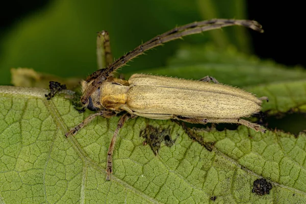 Adult Flat Face Longhorn Beetle Genus Recchia — Φωτογραφία Αρχείου