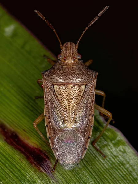 Ενηλίκων Βρωμερό Έντομο Του Genus Oebalus — Φωτογραφία Αρχείου