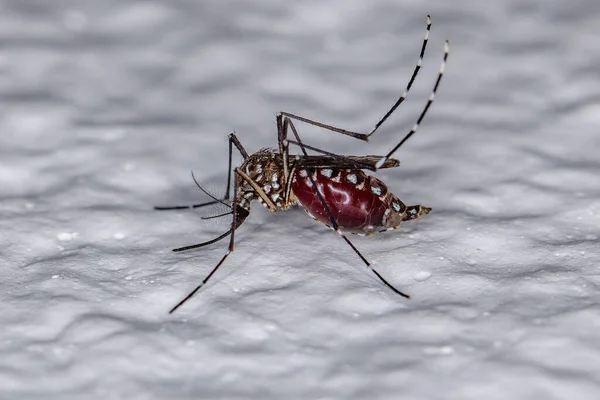 Ενηλίκων Female Yellow Fever Mosquito Του Είδους Aedes Aegypti Αίμα — Φωτογραφία Αρχείου