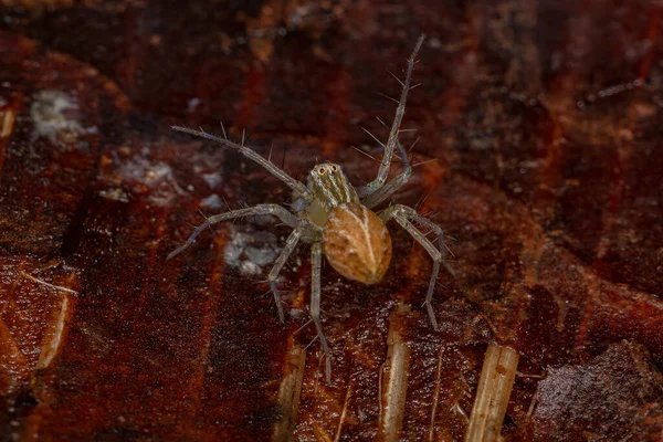 Striped Lynx Spider Genus Oxyopes — Stock Photo, Image