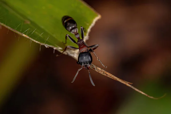 Adult Female Twig Ant Του Genus Pseudomyrmex — Φωτογραφία Αρχείου