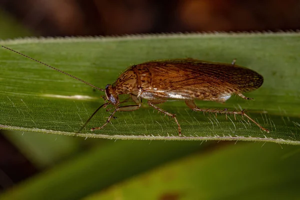 Adult Wood Cockroach Family Ectobiidae — Stok Foto