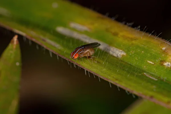 Adult African Fig Fly Species Zaprionus Indianus — Stock fotografie