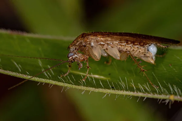 Adult Wood Cockrotle Family Ectobiidae — 스톡 사진