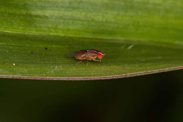 Adult African Fig Fly Species Zaprionus Indianus — Fotografia de Stock