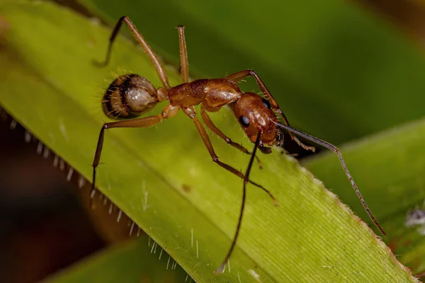 Adult Female Carpenter Ant Genus Camponotus — Stock Photo, Image