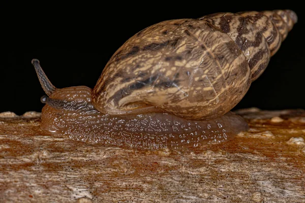 Small Helicinan Snail Genus Bulimulus — Stock Photo, Image