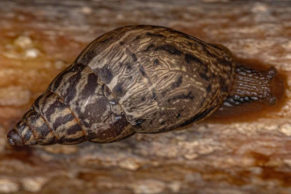 Small Helicinan Snail Genus Bulimulus — Fotografia de Stock