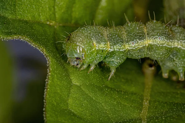 Small Moth Caterpillar Order Lepidoptera — Stock Fotó