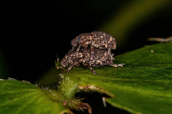 Volwassen Breedsnuitkevers Van Eudiagogini Koppeling Van Stam — Stockfoto