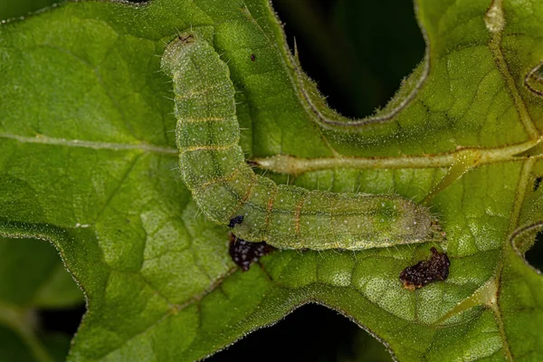 Small Moth Caterpillar Order Lepidoptera — Foto Stock