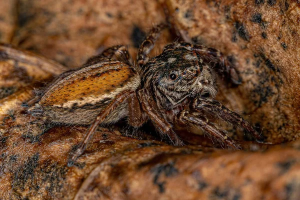 Adult Female Jumping Spider Genus Freya — Zdjęcie stockowe