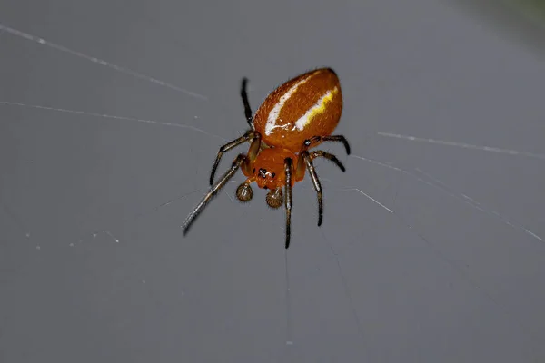 Adult Typical Orbweaver Spider Species Alpaida Rubellula — стоковое фото