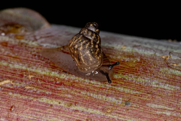 Small Helicinan Snail Genus Bulimulus — Fotografia de Stock