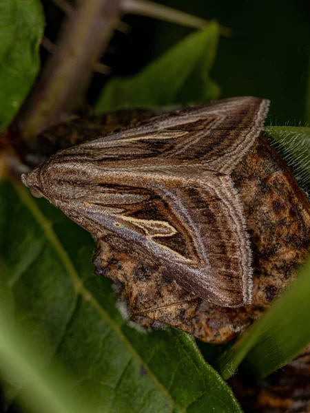 Adult Brown Moth Genus Heteropygas — Stockfoto