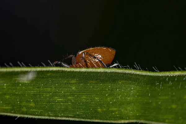 Adult Typical Orbweaver Spider Species Alpaida Rubellula — Stock fotografie