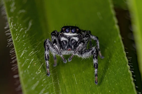 Kleine Springspinne Vom Substamm Freyina — Stockfoto