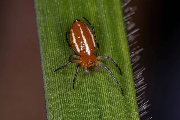 Adult Typical Orbweaver Spider Species Alpaida Rubellula — Stok fotoğraf