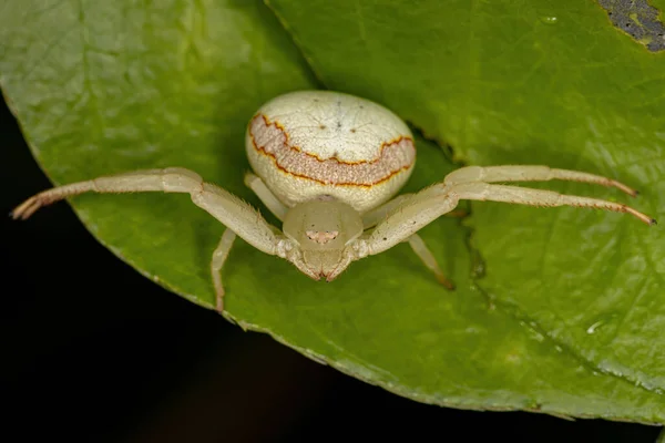 Dospělý Samičí Krabí Pavouk Čeledi Thomisidae — Stock fotografie