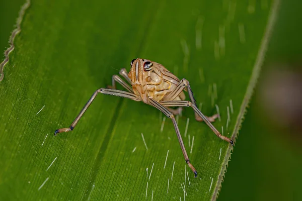 Dictyopharid Planthopper Insect Nymph Family Dictyopharidae — Stock fotografie