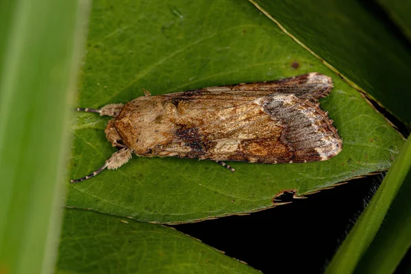 Male Adult Moth Species Spodoptera Cosmioides — Stock Photo, Image
