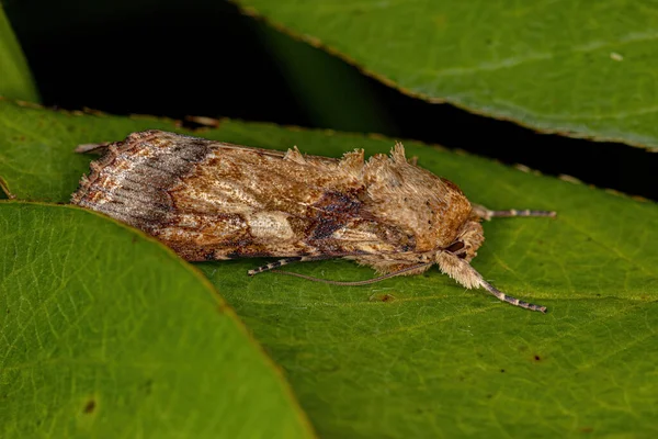 Male Adult Moth Species Spodoptera Cosmioides — Stockfoto