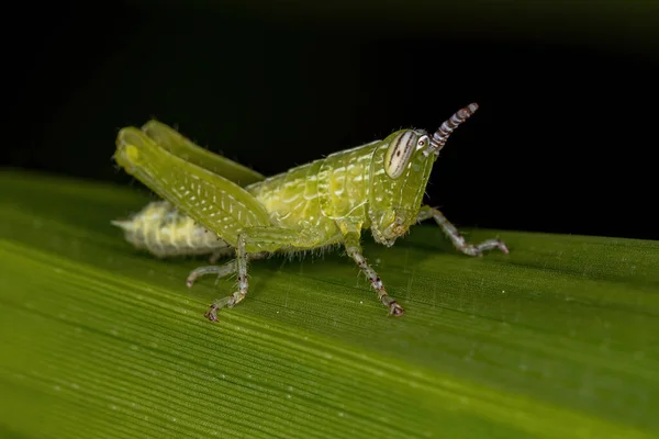 Короткорога Grasshopper Nymph Родини Acrididae — стокове фото