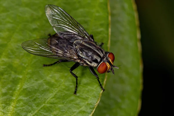 Mosca Adulta Familia Sarcophagidae —  Fotos de Stock