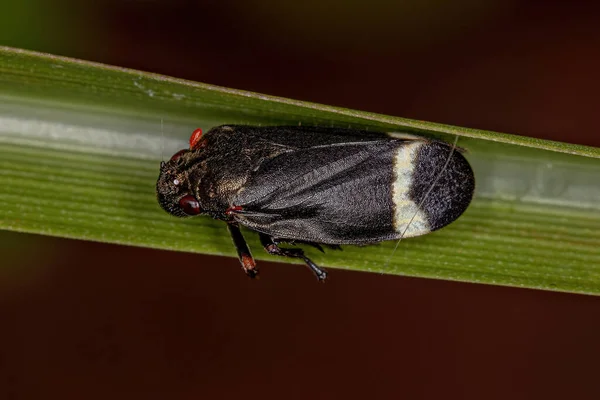 Froghopper Negro Adulto Especie Notozulia Entreriana —  Fotos de Stock