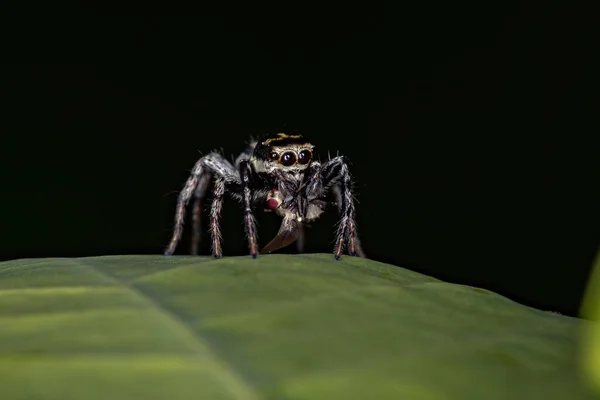 Kleine Springspinne Vom Substamm Freyina — Stockfoto