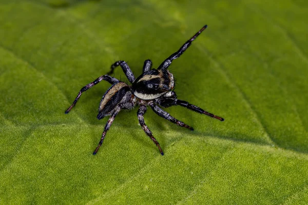 Kleine Springspinne Vom Substamm Freyina — Stockfoto