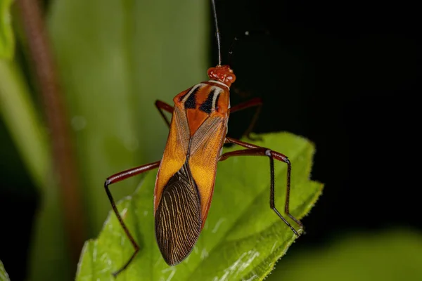 Pie Hoja Adulto Bug Especie Hypselonotus Interruptus — Foto de Stock