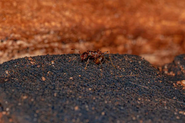 Dospělý Ohnivý Mravenec Rodu Solenopsis — Stock fotografie