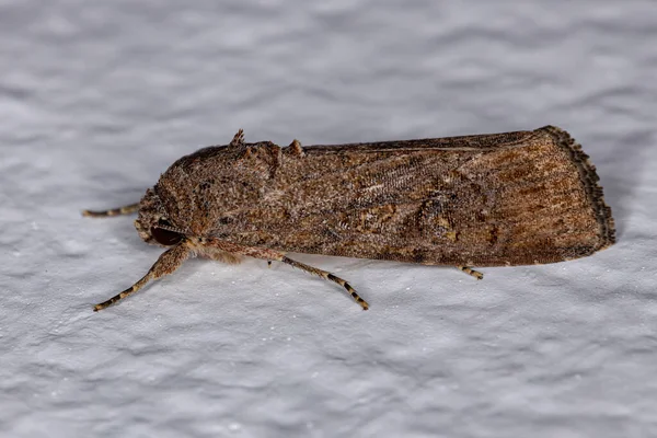 Polilla Del Género Spodoptera Del Gusano Del Brazo Adulto —  Fotos de Stock