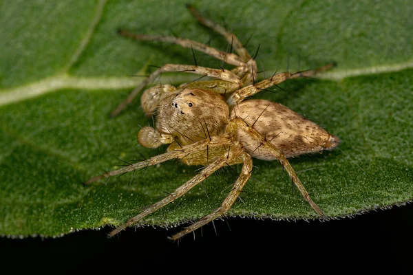Male Adult Lynx Spider Genus Hamataliwa — Stock Photo, Image