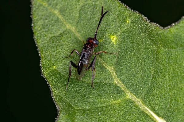 성충의 개미집 개똥지빠귀 — 스톡 사진