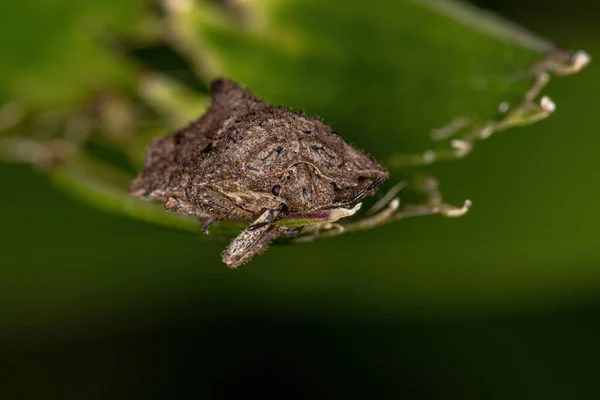 Adult Stink Bug Genus Cyrtocoris —  Fotos de Stock