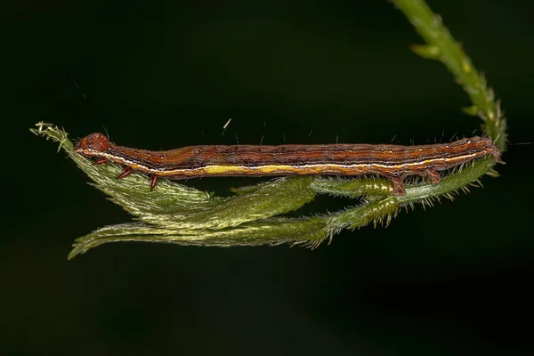 small moth larva of the Order Lepidoptera