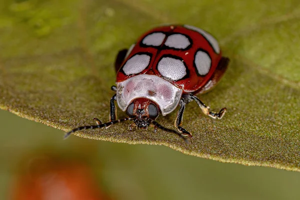 Coléoptère Puceron Adulte Espèce Alagoasa Decemguttata — Photo