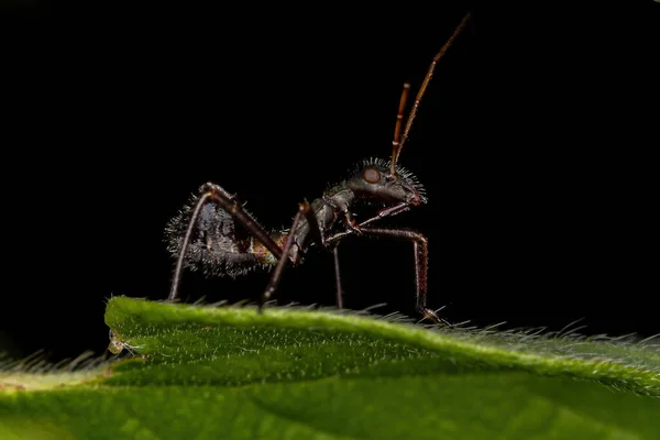 Broad Headed Bug Nymph Subfamily Alydinae — Stock Photo, Image