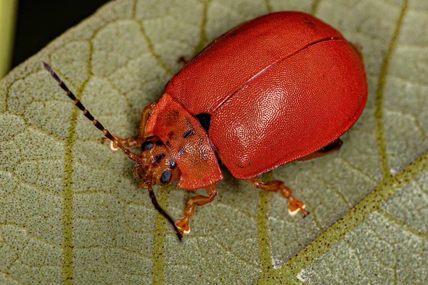 Adult Red Flea Beetle Genus Paranaita — Stockfoto