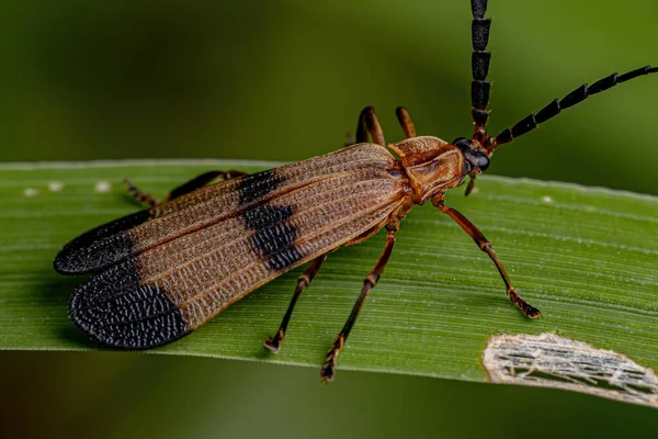 Adult Net Winged Beetle Family Lycidae — Fotografia de Stock