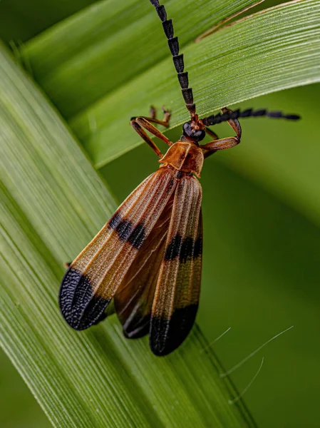 Adult Net Winged Beetle Family Lycidae — Stock fotografie