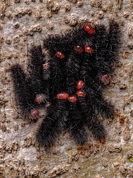 Group Black Caterpillars Genus Ammalo Trunk — Stock Photo, Image