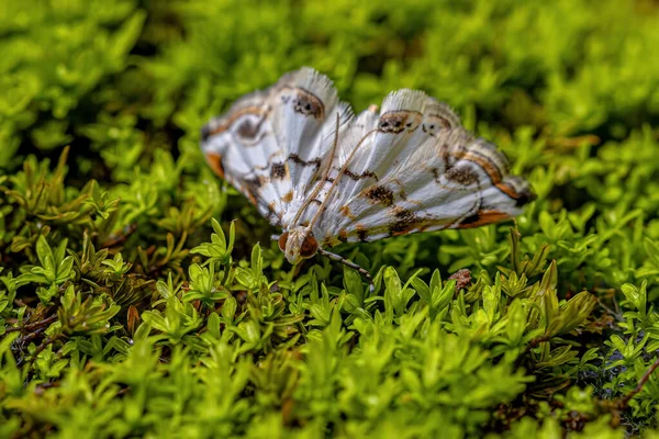 Polilla Crambid Adulta Familia Crambidae — Foto de Stock